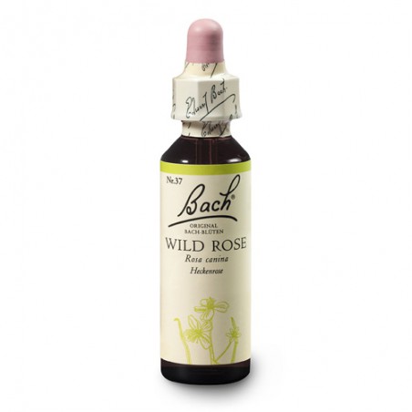 Dzika róża (Wild Rose) 20 ml – esencja kwiatowa dr Bacha Nelsons