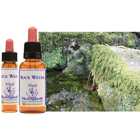 Woda źródlana (Rock Water) – esencja kwiatowa dr Bacha