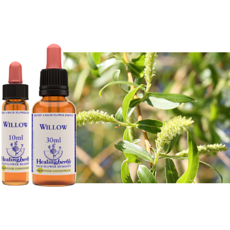 Wierzba biała (Willow) – esencja kwiatowa dr Bacha