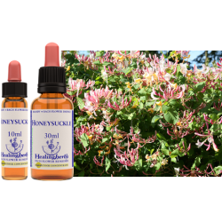 Wiciokrzew przewierceń (Honeysuckle) – esencja kwiatowa dr Bacha