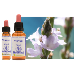 Werbena pospolita (Vervain) – esencja kwiatowa dr Bacha