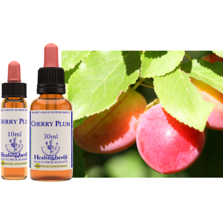 Śliwa wiśniowa (Cherry Plum) – esencja kwiatowa dr Bacha