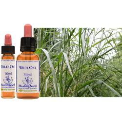 Stokłosa gałęzista (Wild Oat) – esencja kwiatowa dr Bacha