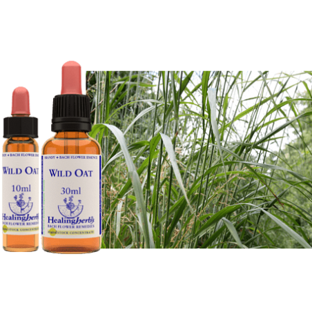 Stokłosa gałęzista (Wild Oat) – esencja kwiatowa dr Bacha