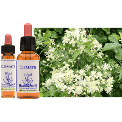 Powojnik pnący (Clematis) – esencja kwiatowa dr Bacha