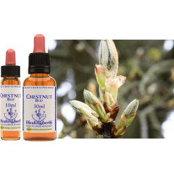 Pąk kasztanowca (Chestnut Bud) – esencja kwiatowa dr Bacha
