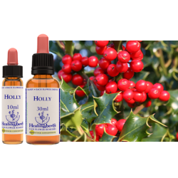 Ostrokrzew (Holly) – esencja kwiatowa dr Bacha
