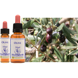 Oliwka (Olive) – esencja kwiatowa dr Bacha