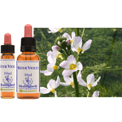 Okrężnica bagienna (Water Violet) – esencja kwiatowa dr Bacha
