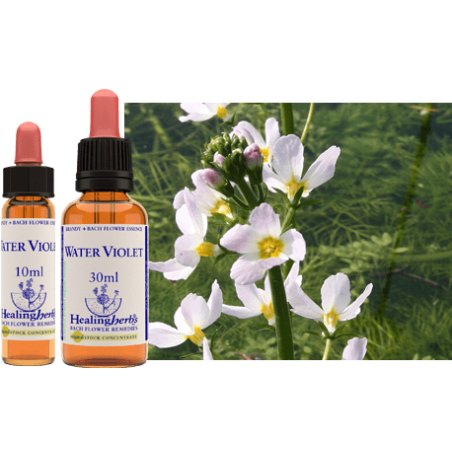 Okrężnica bagienna (Water Violet) – esencja kwiatowa dr Bacha