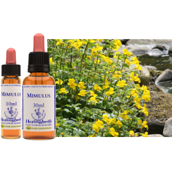 Kroplik (Mimulus) – esencja kwiatowa dr Bacha