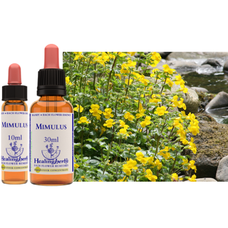 Kroplik (Mimulus) – esencja kwiatowa dr Bacha