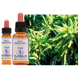 Kasztan jadalny (Sweet Chestnut) – esencja kwiatowa dr Bacha