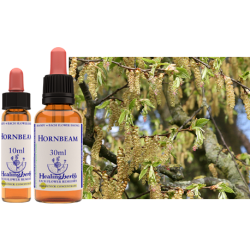 Grab pospolity (Hornbeam) – esencja kwiatowa dr Bacha