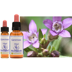 Goryczka gorzkawa (Gentian) – esencja kwiatowa dr Bacha