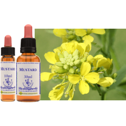 Gorczyca polna (Mustard) – esencja kwiatowa dr Bacha