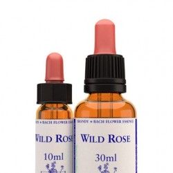 Dzika róża (Wild Rose)