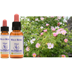 Dzika róża (Wild Rose) – esencja kwiatowa dr Bacha