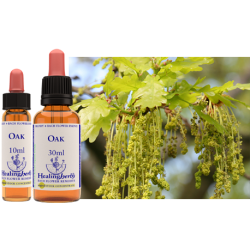 Dąb szypułkowy (Oak) – esencja kwiatowa dr Bacha