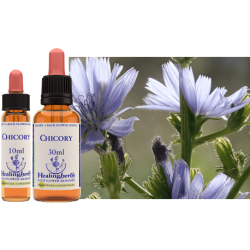 Cykoria (Chicory) – esencja kwiatowa dr Bacha