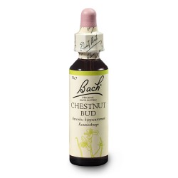 Pąk kasztanowca (Chestnut Bud) 20 ml – esencja kwiatowa dr Bacha Nelsons